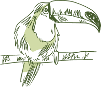 bird vector